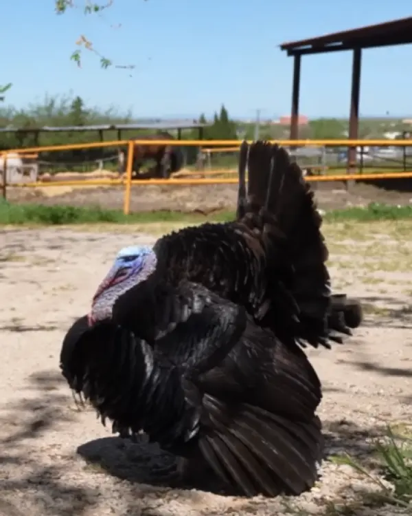 El pavo del equipo
